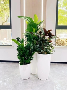 探秘宁波江北植物租赁设计，解锁别样绿色风情